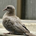 Pigeon breed Sitting on Wall Free Stock Image Bird Pixsplash Pakistan